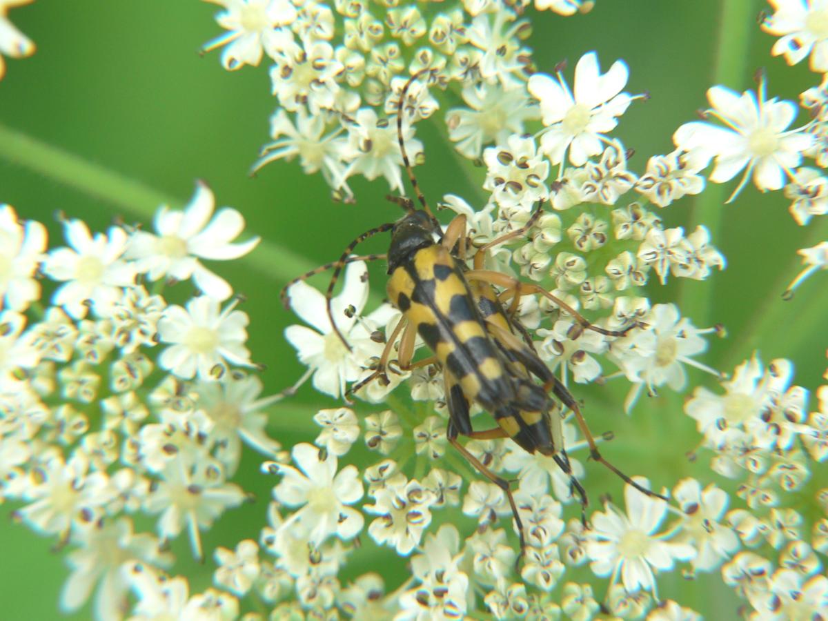 Rutpela maculata ssp. maculata (Cerambycidae)